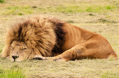 Sleeping lion - © Sleeping Lion Suites 2024